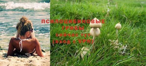 прущие грибы Горно-Алтайск